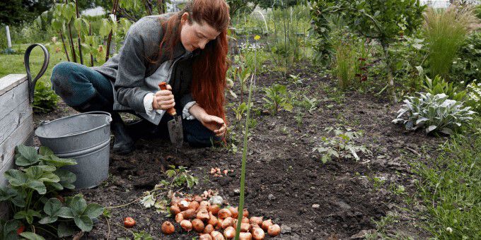 Alles over bloembollen Alles over bloembollen